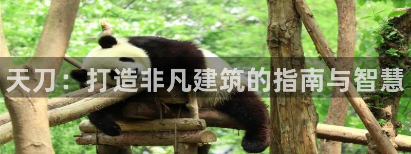 威九国际精免费下载